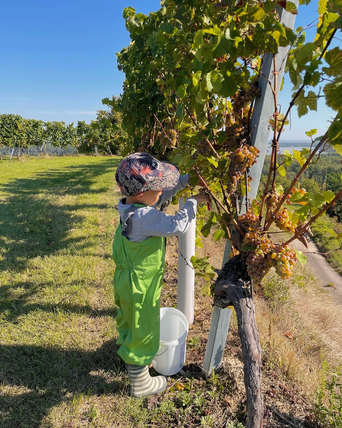 Bei der Lese helfen alle Generationen mit. 🍇 Denn gemeinsam macht die Ernte gleich doppelt so viel Spaß! 🧡
#WeingutRethaller #Lese #Weinlese #Lese2024 #Wein #Weingarten #Ernte #Harvest #Familienbetrieb #Kremstalwein #AustrianWine #WeinNieder&
