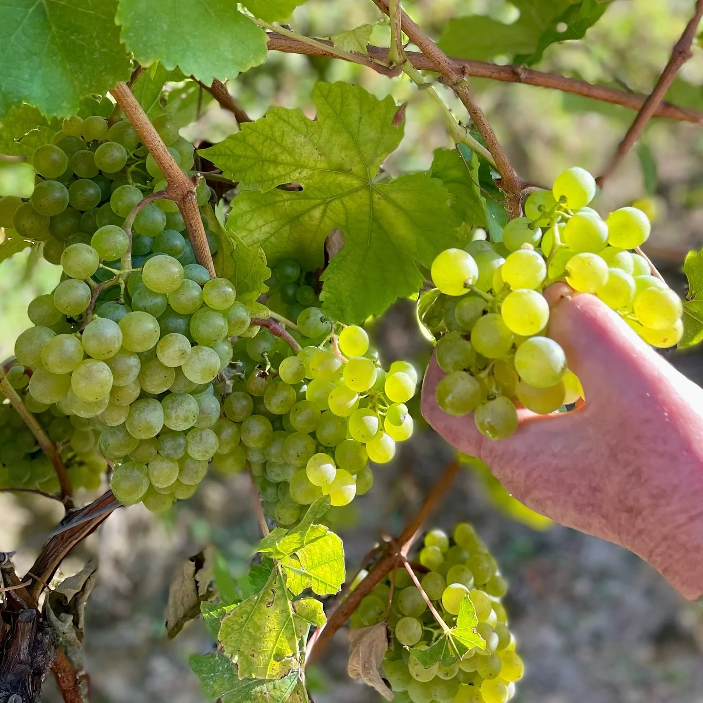 Bei noch kühlen 17 Grad haben wir heute in den frühen Morgenstunden Grünen Veltliner gelesen, und damit die ersten Trauben des Jahres geerntet. ✂️ Die Lesesaison 2024 ist also offiziell eröffnet! 🥳🍇
#WeingutRethaller #Lese #Lese