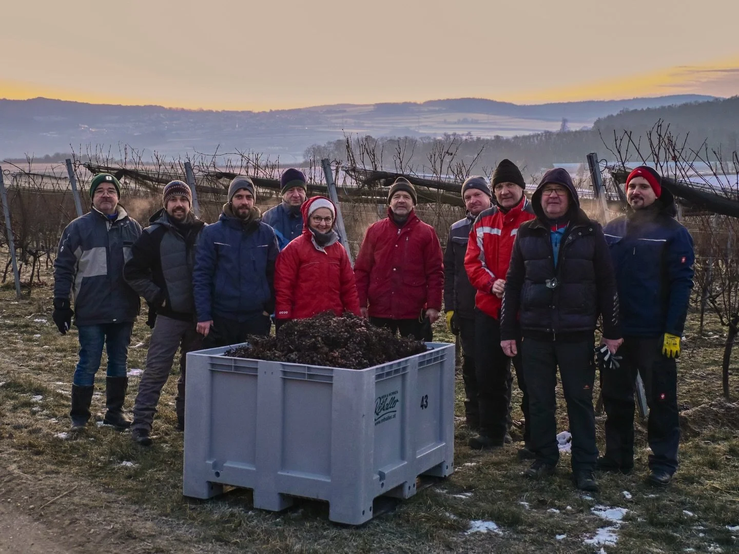 Lesen bei -8&deg;C? 🥶 Sowieso! Bei eisigen Temperaturen haben wir gestern in den fr&uuml;hen Morgenstunden die letzten Trauben der Saison geerntet. 🍇 Was daraus entsteht? Unser Eiswein - ein hochwertiger S&uuml;&szlig;wein, der in ein paar Monaten 