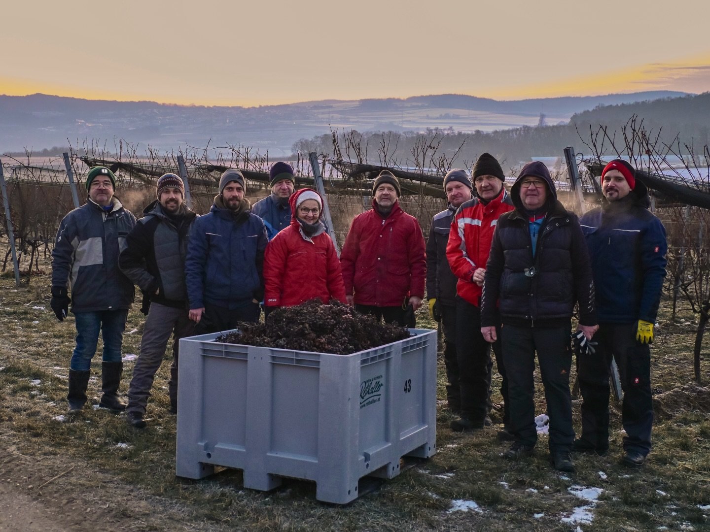 Lesen bei -8&deg;C? 🥶 Sowieso! Bei eisigen Temperaturen haben wir gestern in den fr&uuml;hen Morgenstunden die letzten Trauben der Saison geerntet. 🍇 Was daraus entsteht? Unser Eiswein - ein hochwertiger S&uuml;&szlig;wein, der in ein paar Monaten 