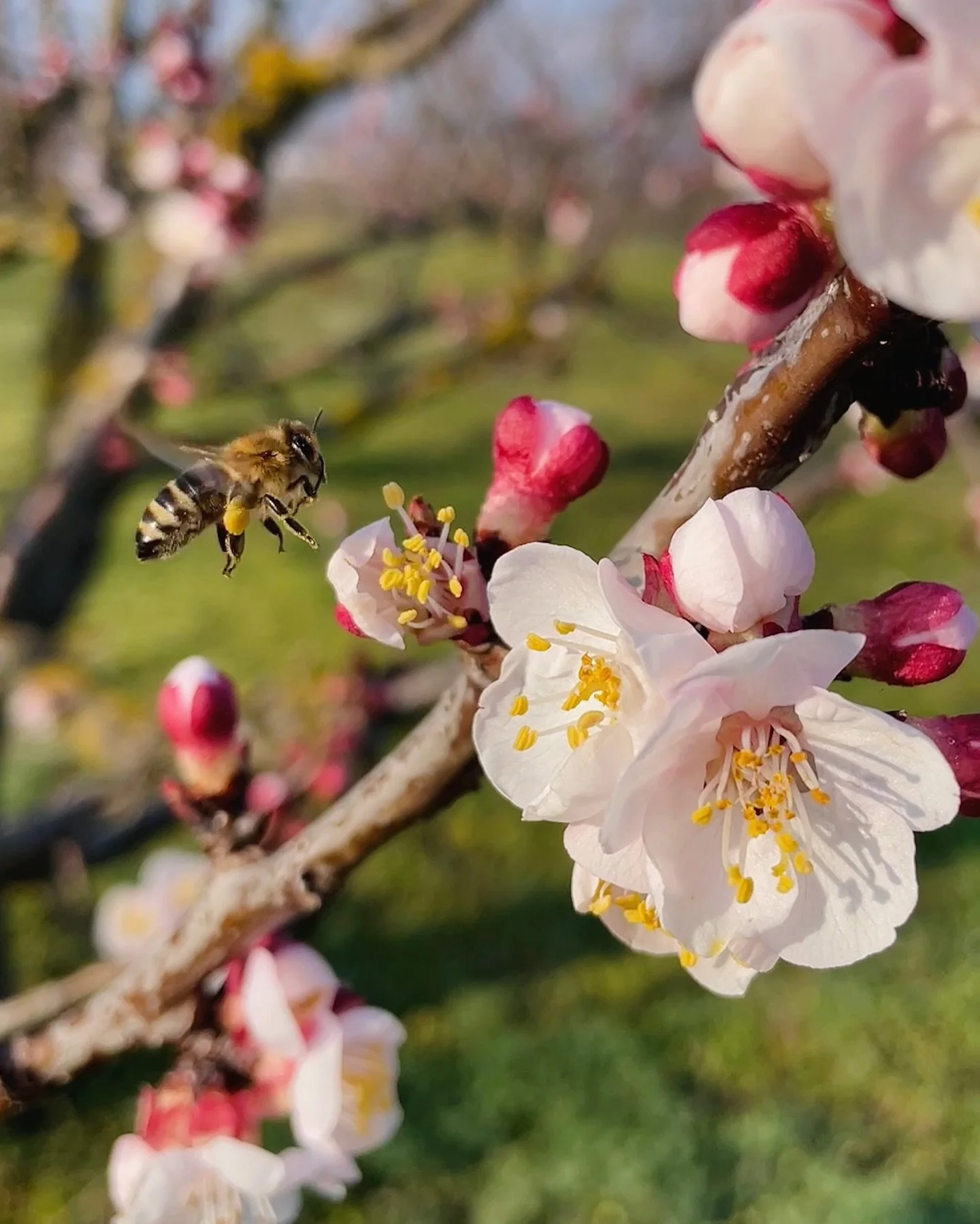 🌸 Spring is coming! 🥰

Unsere Marillenb&auml;ume werden bereits von ersten Bl&uuml;ten geschm&uuml;ckt, da lassen auch die flei&szlig;igen N&uuml;tzlinge nicht lange auf sich warten. 🐝🌱

#SpringIsComing #SpringTime #Fr&uuml;hling #Marillen #Maril