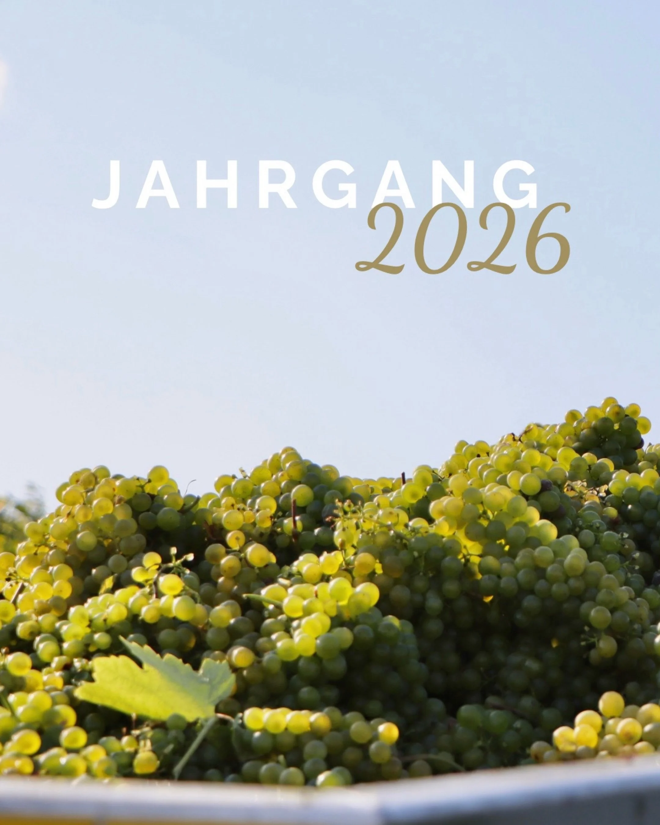 Die Lese 2026 ist geschafft! 🍇

Die letzten Trauben sind im Keller, wo aus den intensiven Lesetagen jetzt unser neuer Jahrgang entsteht.🍷

#WeingutRethaller #Lese2026 #KremstalWein #WeinNieder&ouml;sterreich #AustrianWine