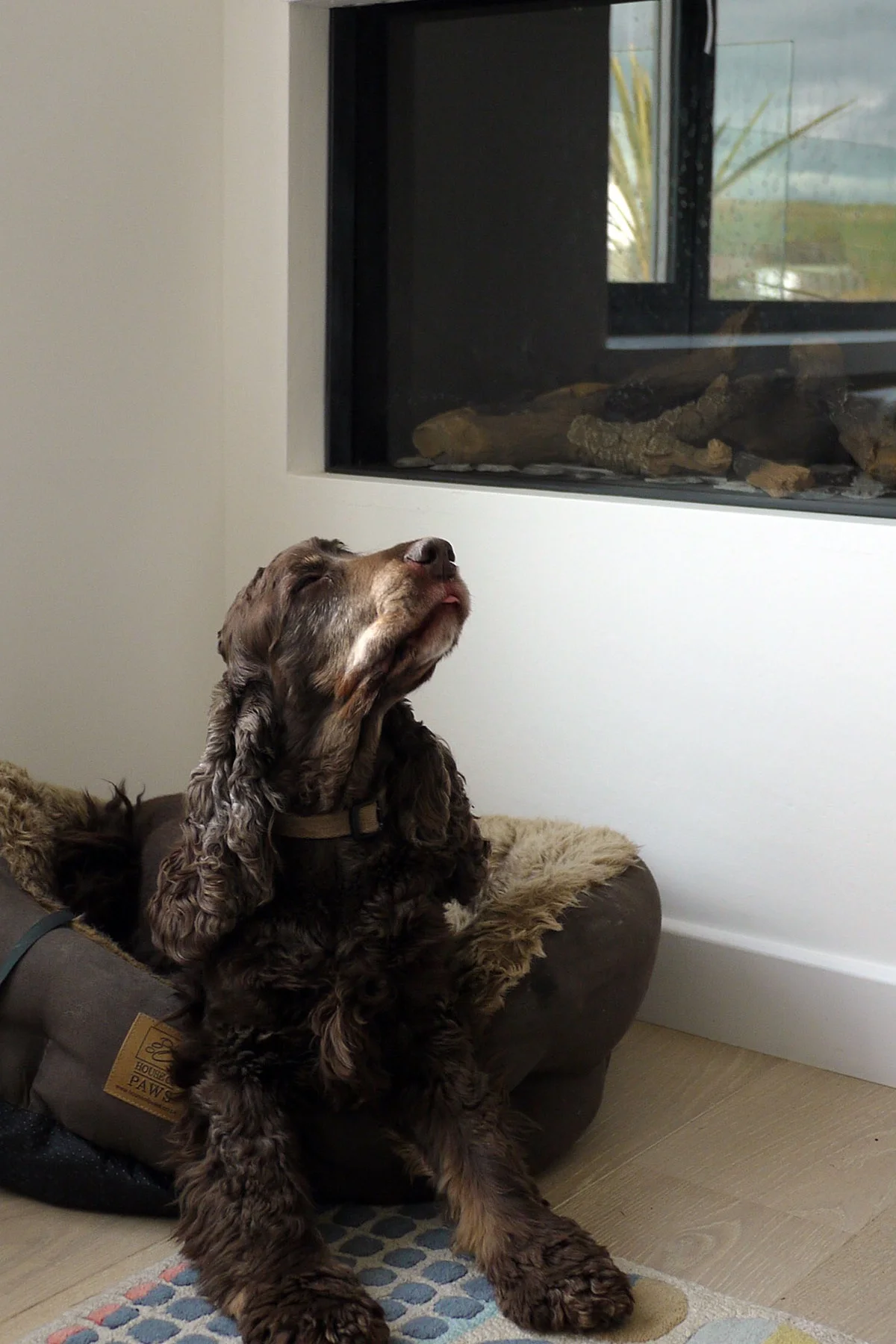 happy dog by the fireplace