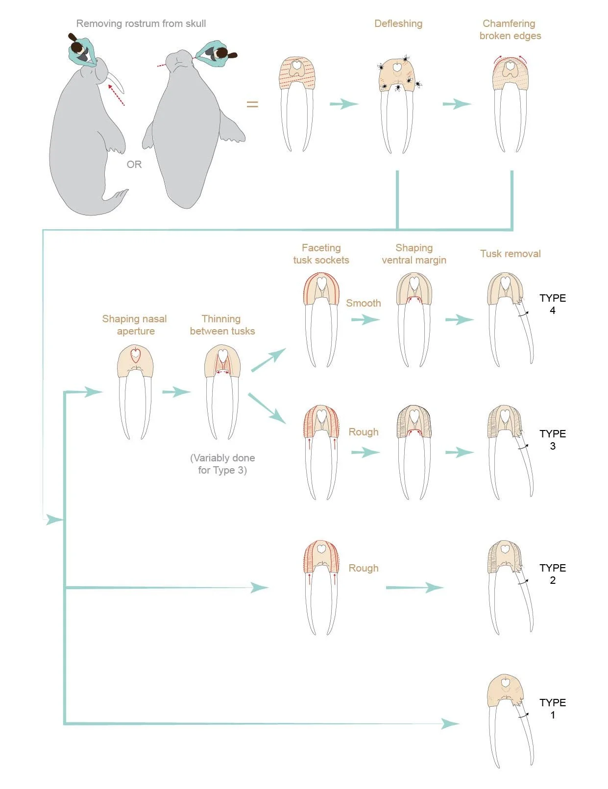 Infographic on walrus ivory extraction