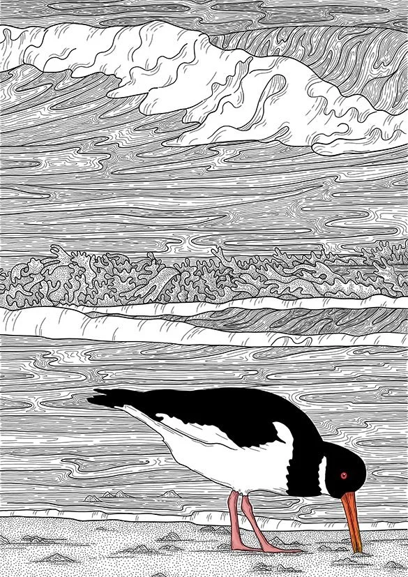 Oyster Catcher on the Beach