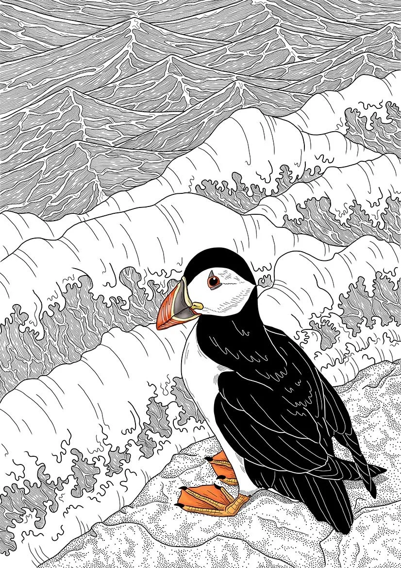 Puffin on Cliff, Westray, Orkney Islands