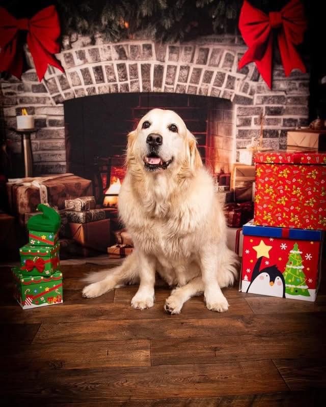 🔔Last Chance for Christmas mini shoots!🔔

This Sunday the 14th December is your final opportunity to capture magical Christmas memories this year with us!

🎄Limited slots remaining
⛄Perfect for kids , families, pets and festive cards
❄️Beautiful C