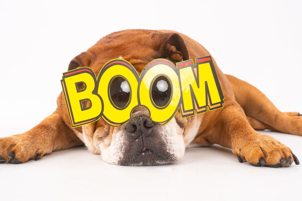 A bulldog lying flat on a white surface with a cartoon comic style 'BOOM' sign over its eyes.