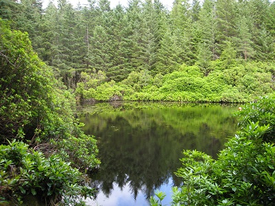 A Raasay wood remembered 