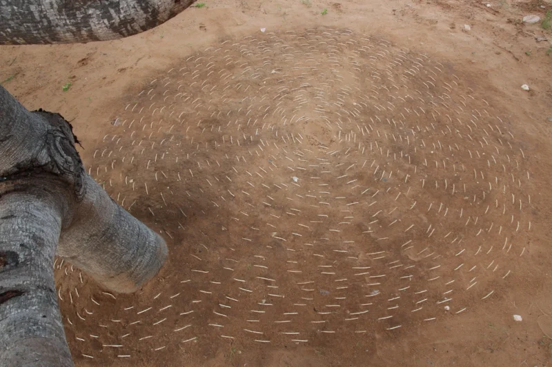 TERRA CANUDOS 2015.JPG