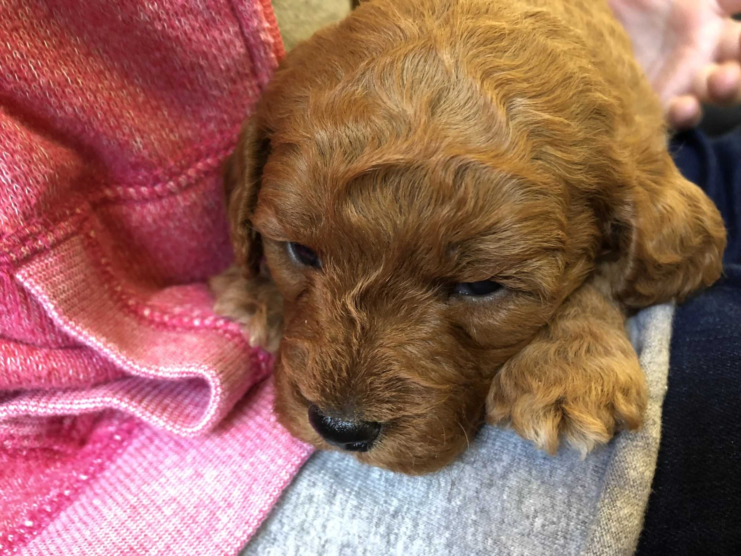 Our first visit a few months later - couldn’t pick her up yet though