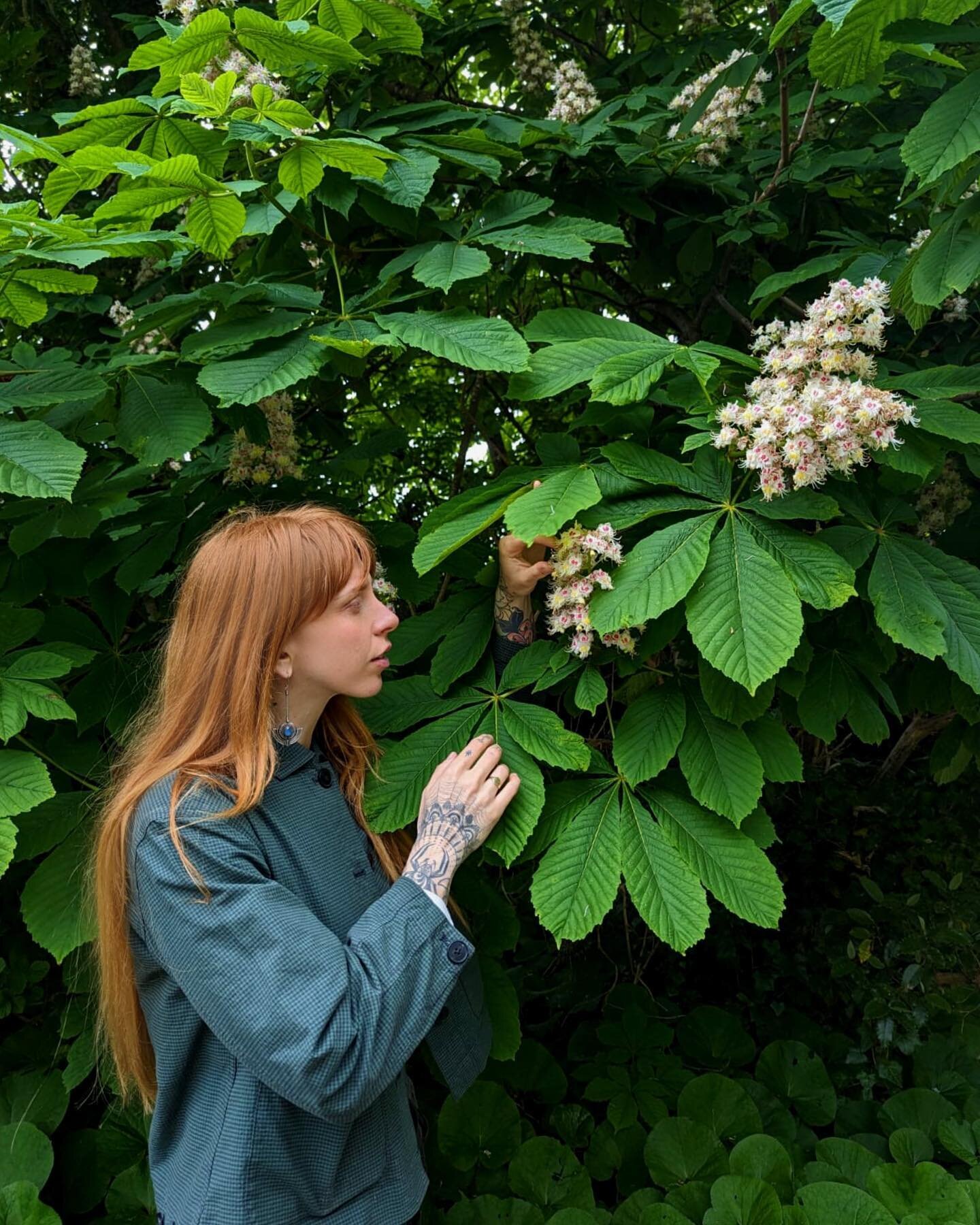 💚 it when the Horse chestnuts get Candles 🕯️🕯️🕯️ 
.
@peggyfarmandforage ✨🌱
.
📸📸 @sebastianroashe