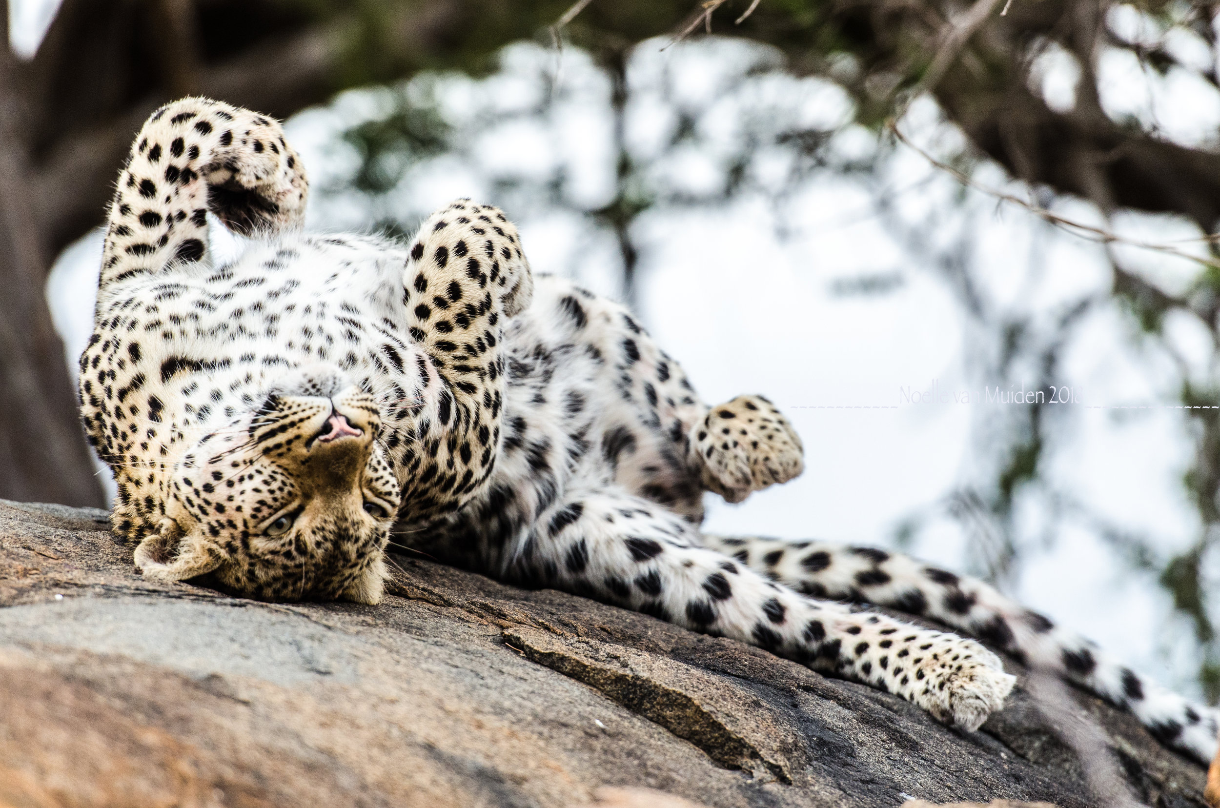 Female Leopardon Rock I_.jpg