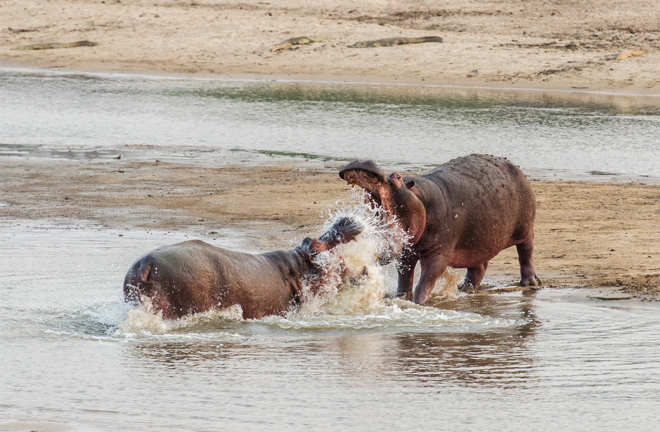Hippo Groaning-Fighting SLNP I -23.jpg