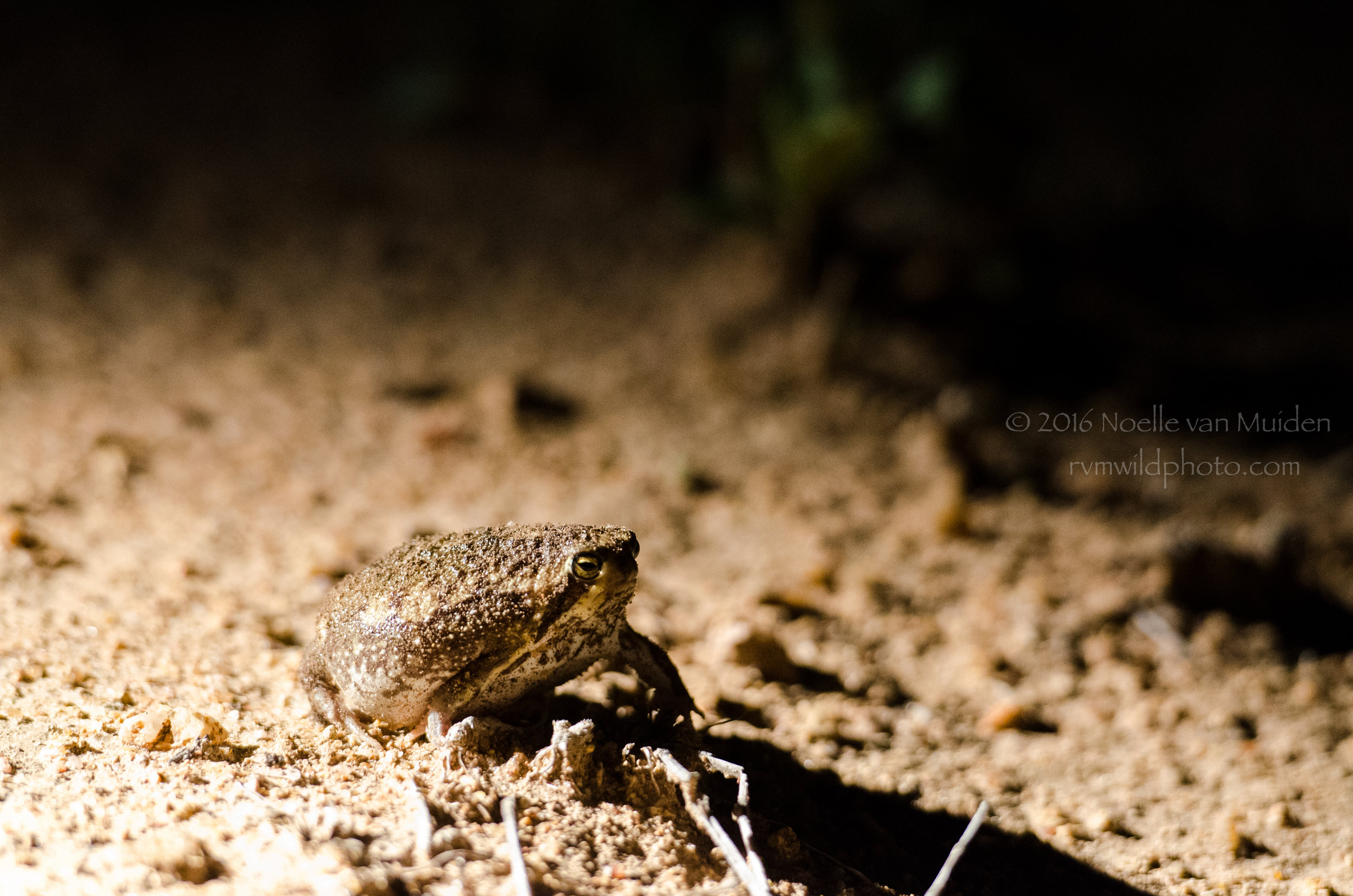 Bushveld Rain Frog I -23.jpg