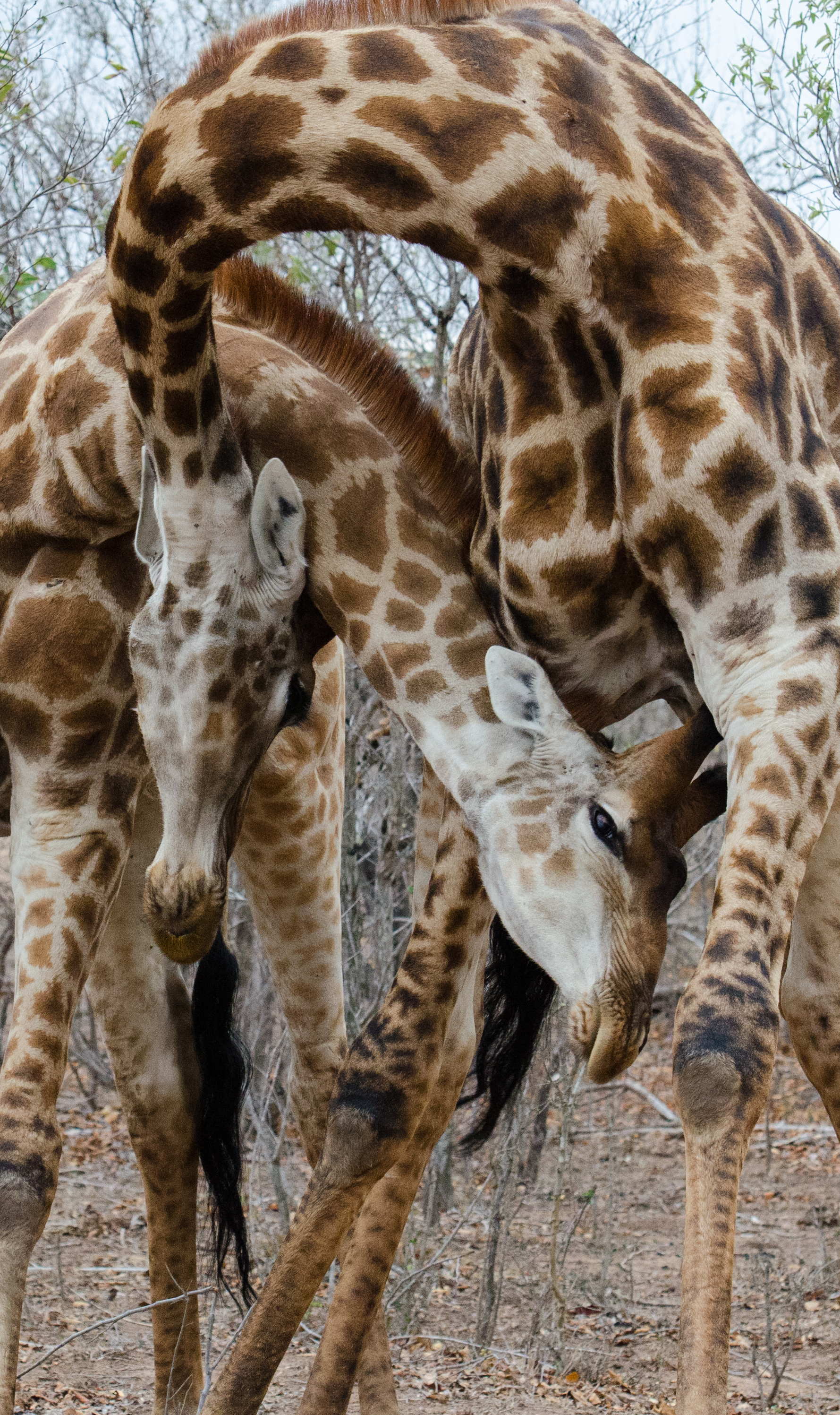 Giraffes Necking -23.jpg