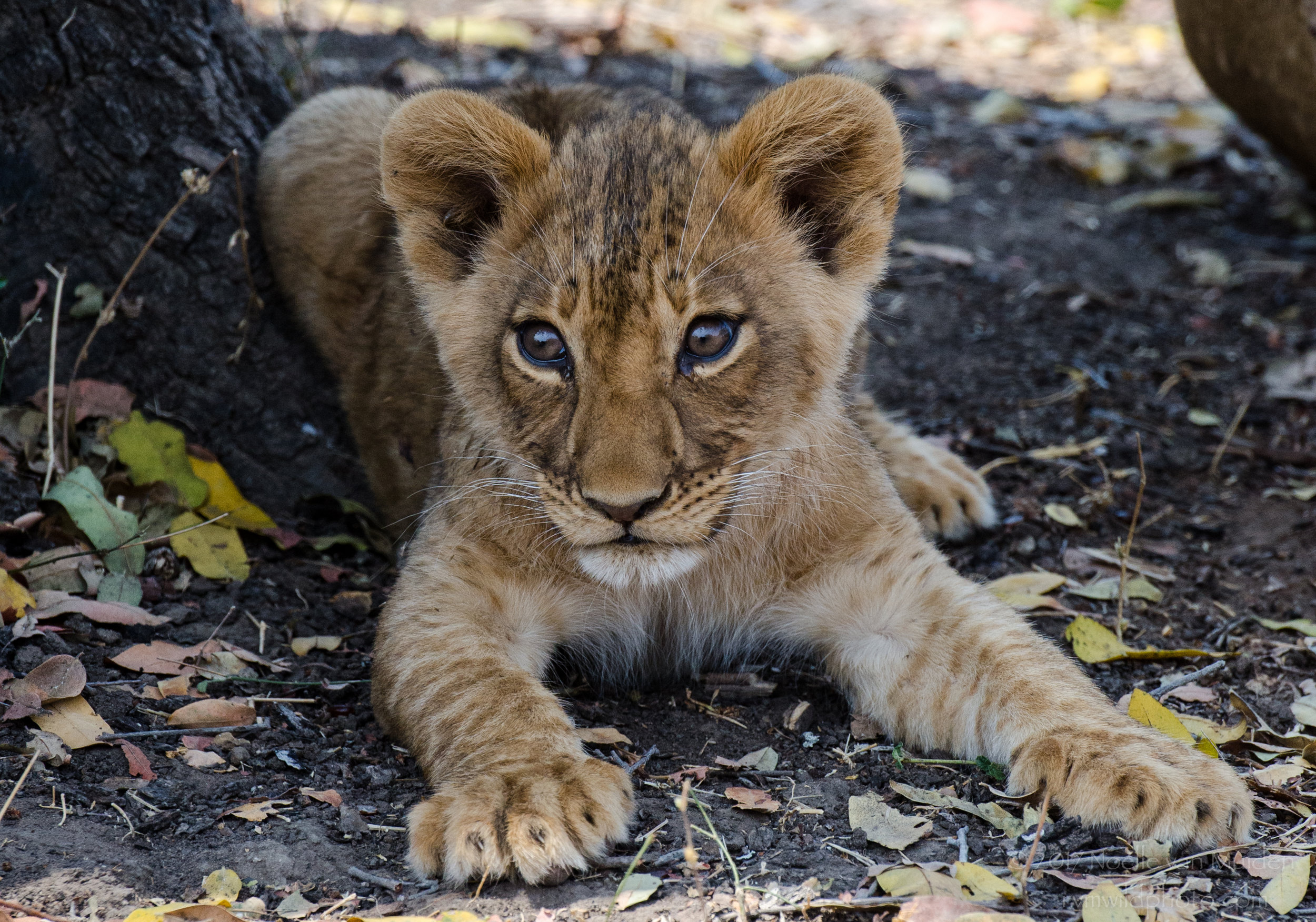 Kaingo-Mwamba Lion Cub SLNP I -23.jpg