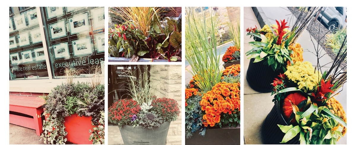 Planting Tips for the Fall Season