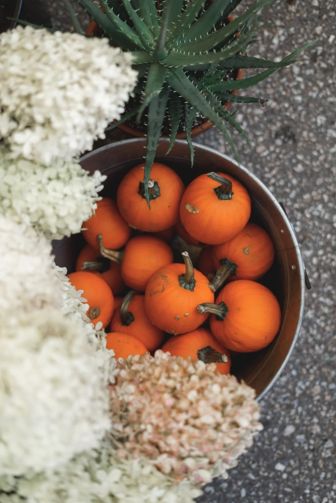 Fall Appreciation Event