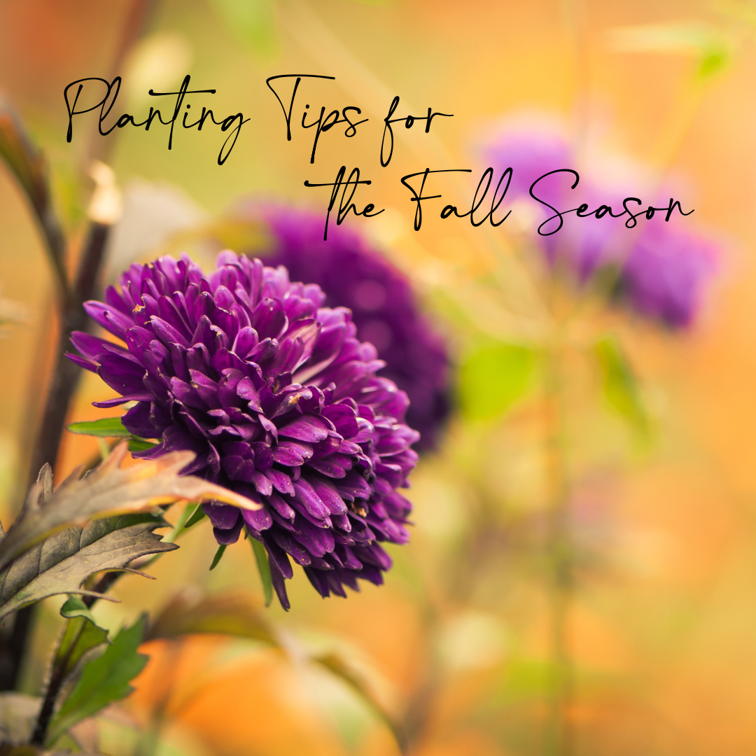 Planting Tips for the Fall Season