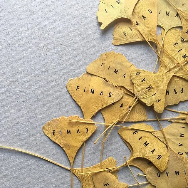 #oneyearago#ginkgo#leaves#FIMAD
