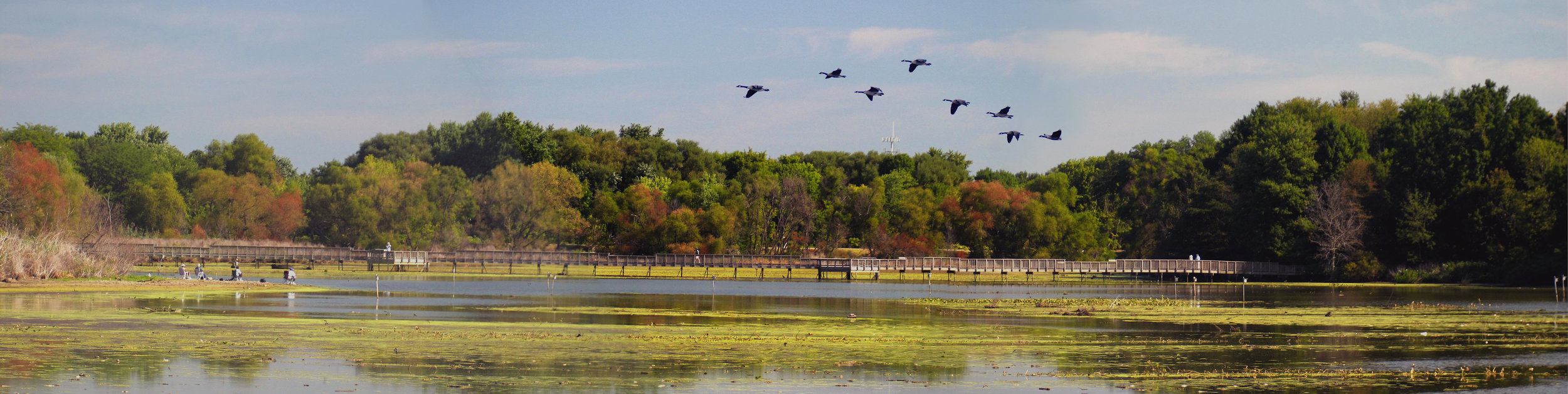 Heinz Refuge Boardwalk  Impoundment by Ron Holmes.jpg