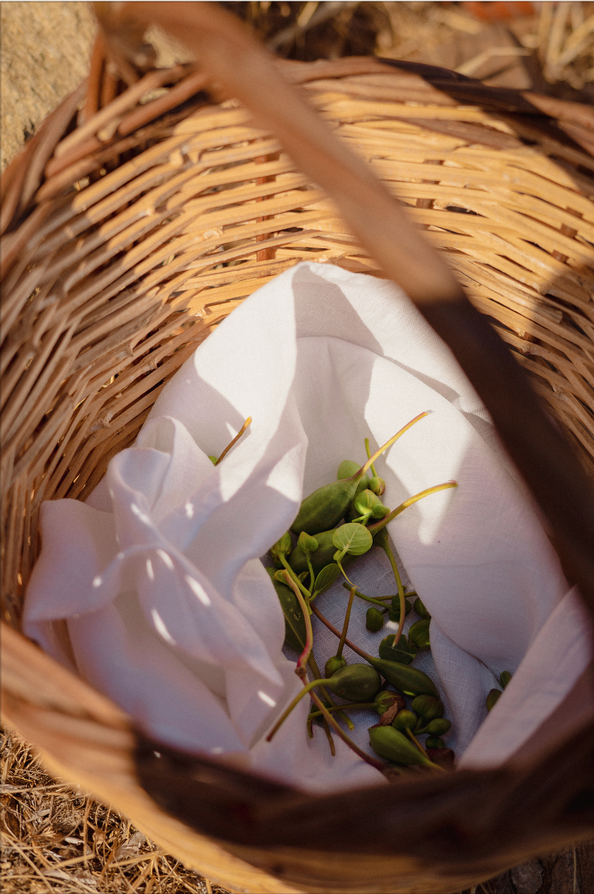 PICKLED WILD CAPERS — Mèlisses