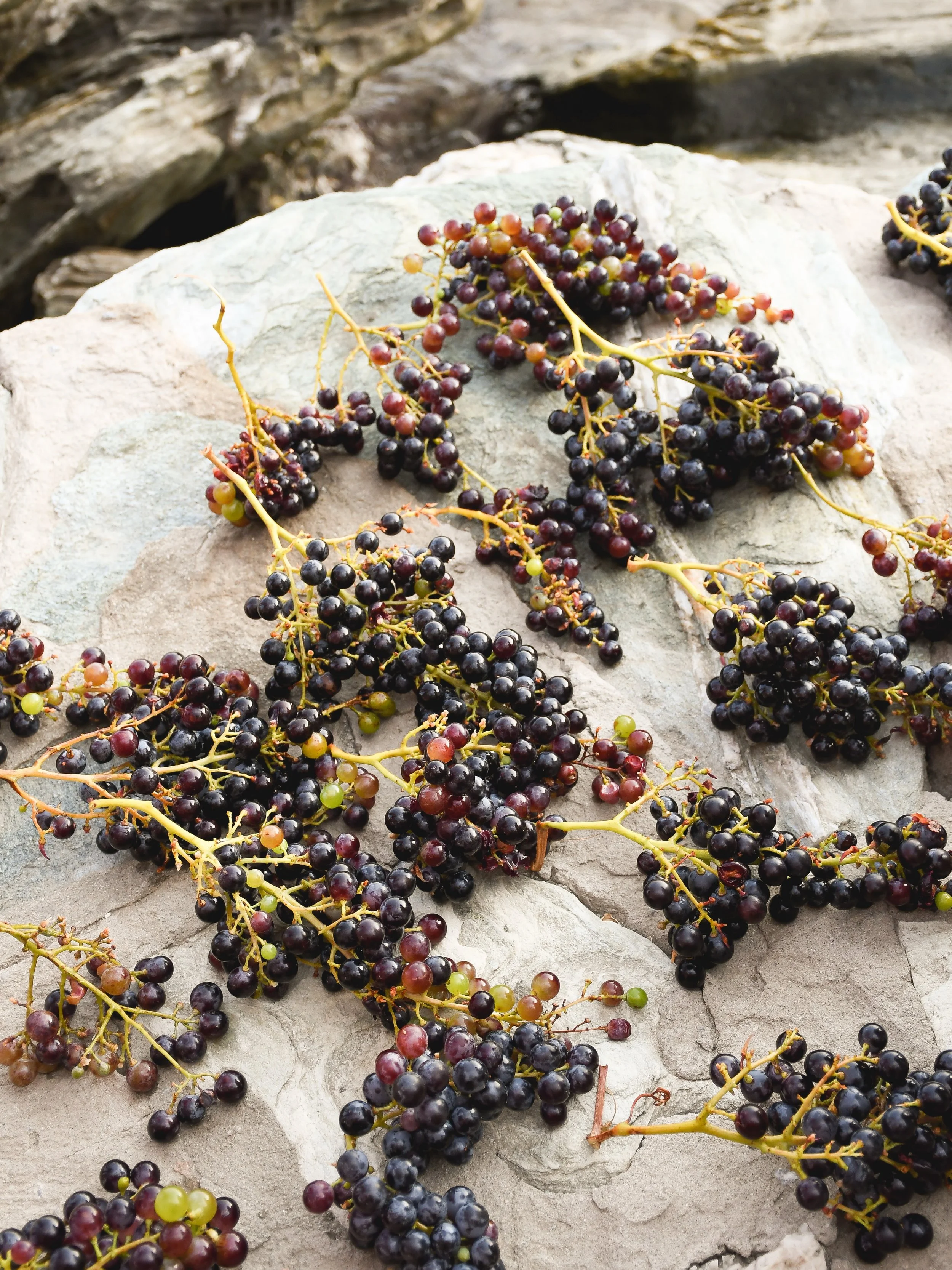 The Greeks and wine have been together for quite some time. &ldquo;It gladdens the heart,&rdquo; we used to say. Homer praised it as both pleasure and medicine, while Odysseus famously found it useful when faced with a Cyclops.

The story starts long