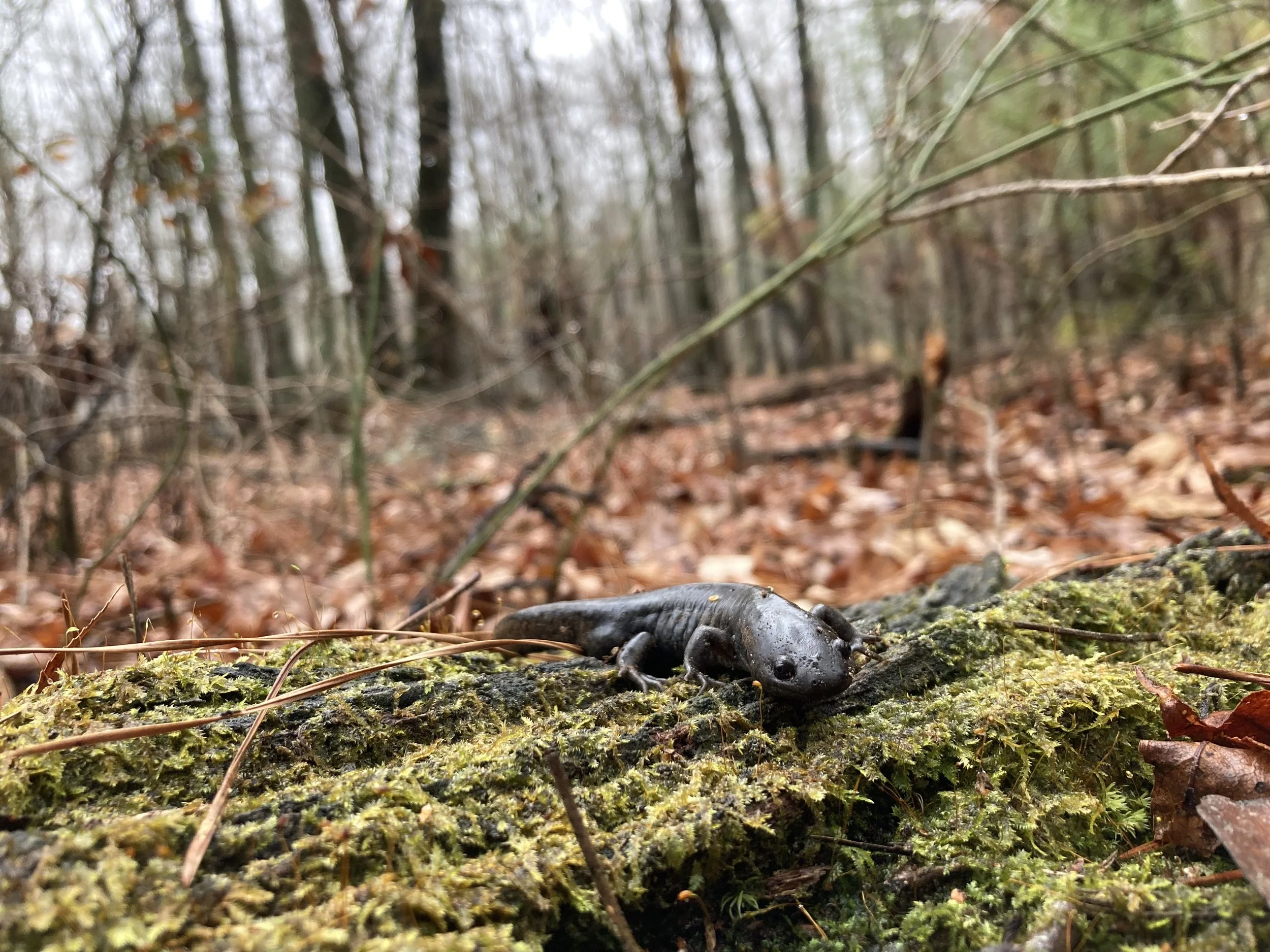 Mole Salamander PR.jpeg