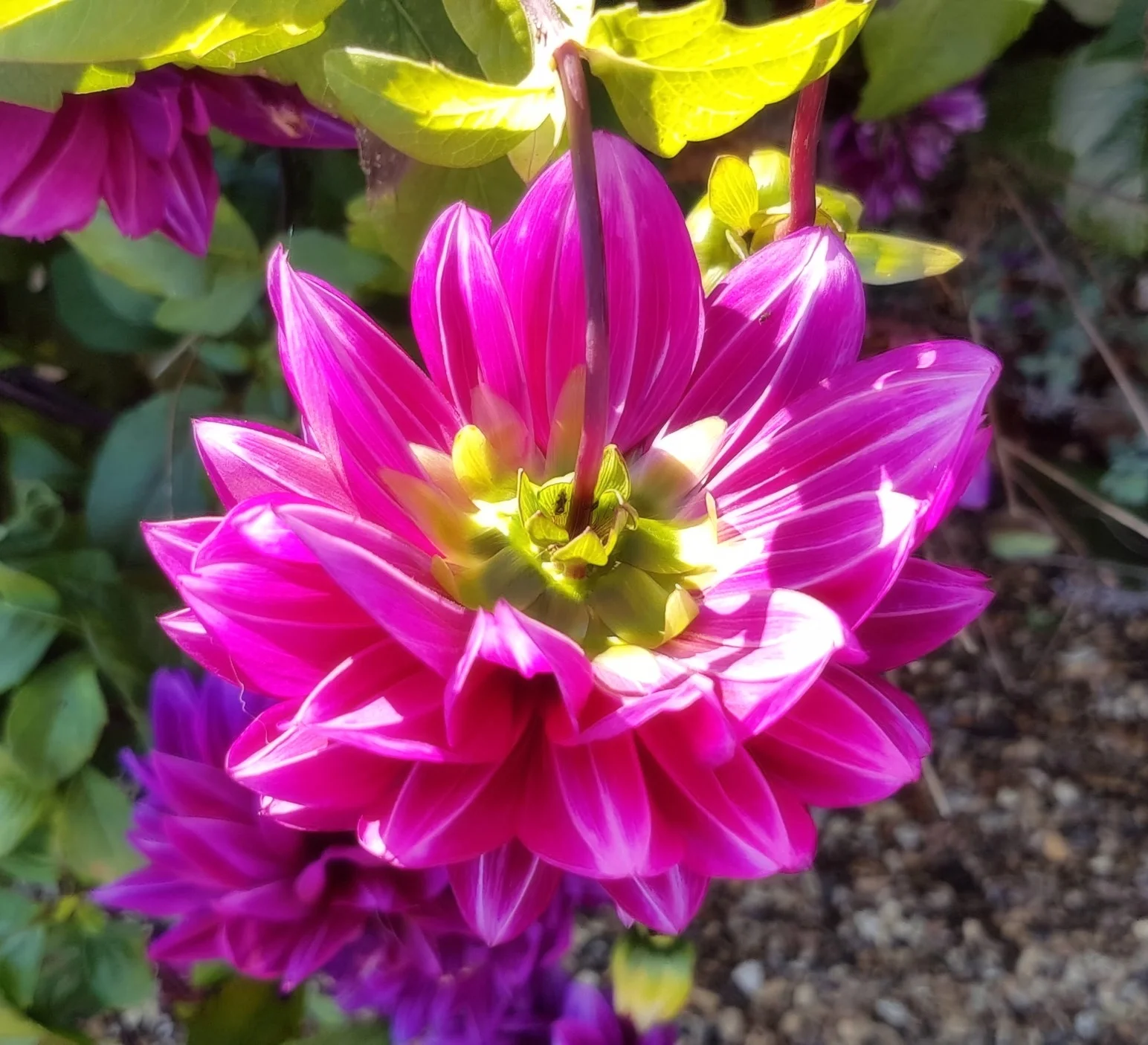 flower.jpg