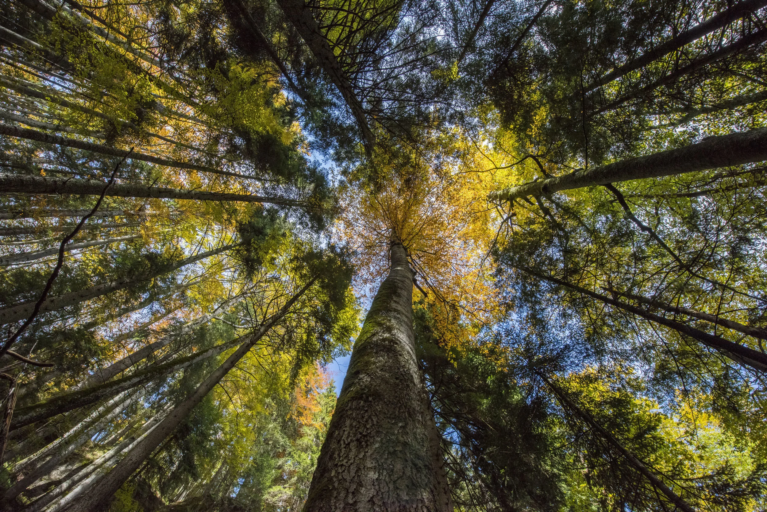 Forest_Daniel Rosengren.jpg