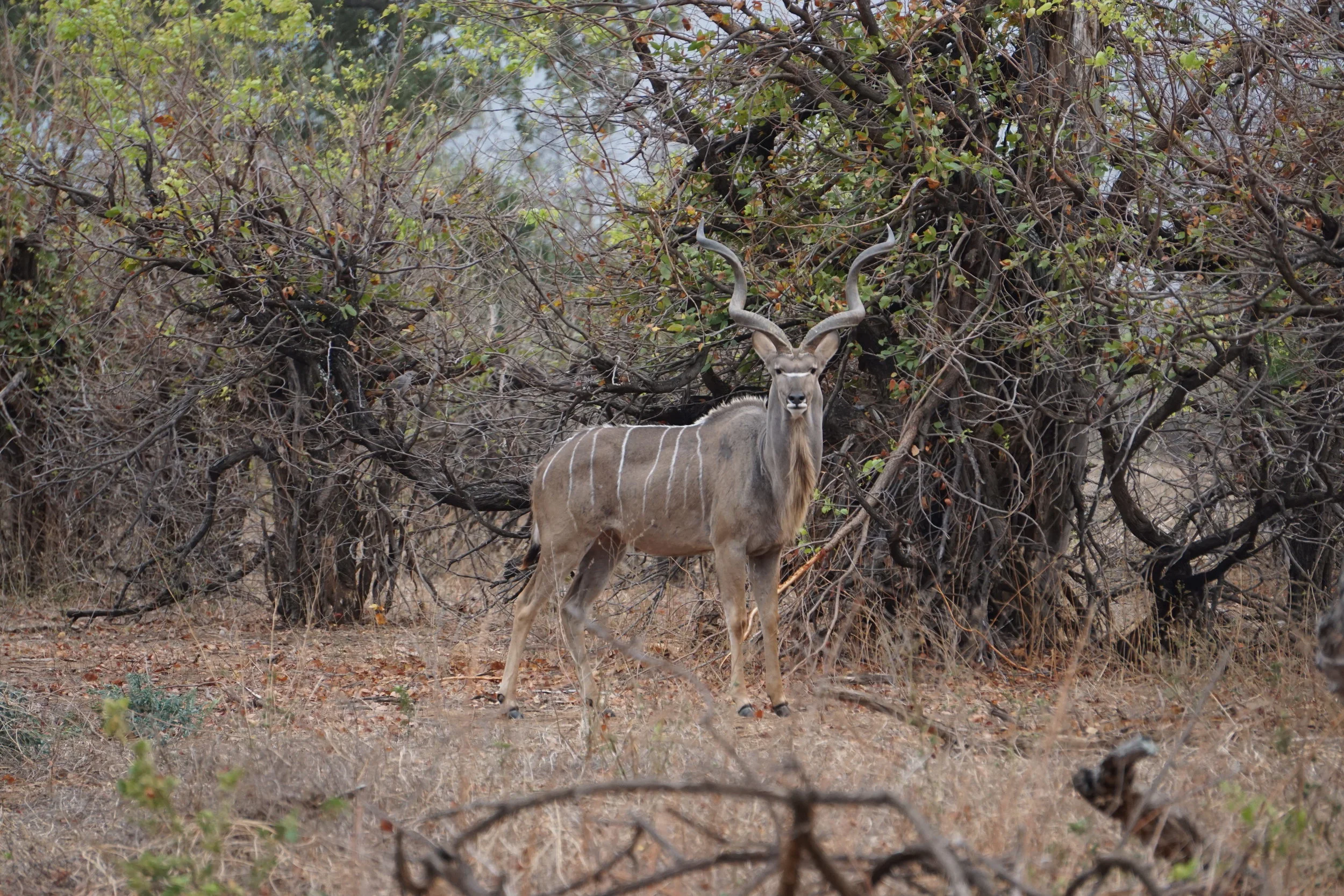 Gonarezhou National Park Project (Zimbabwe)