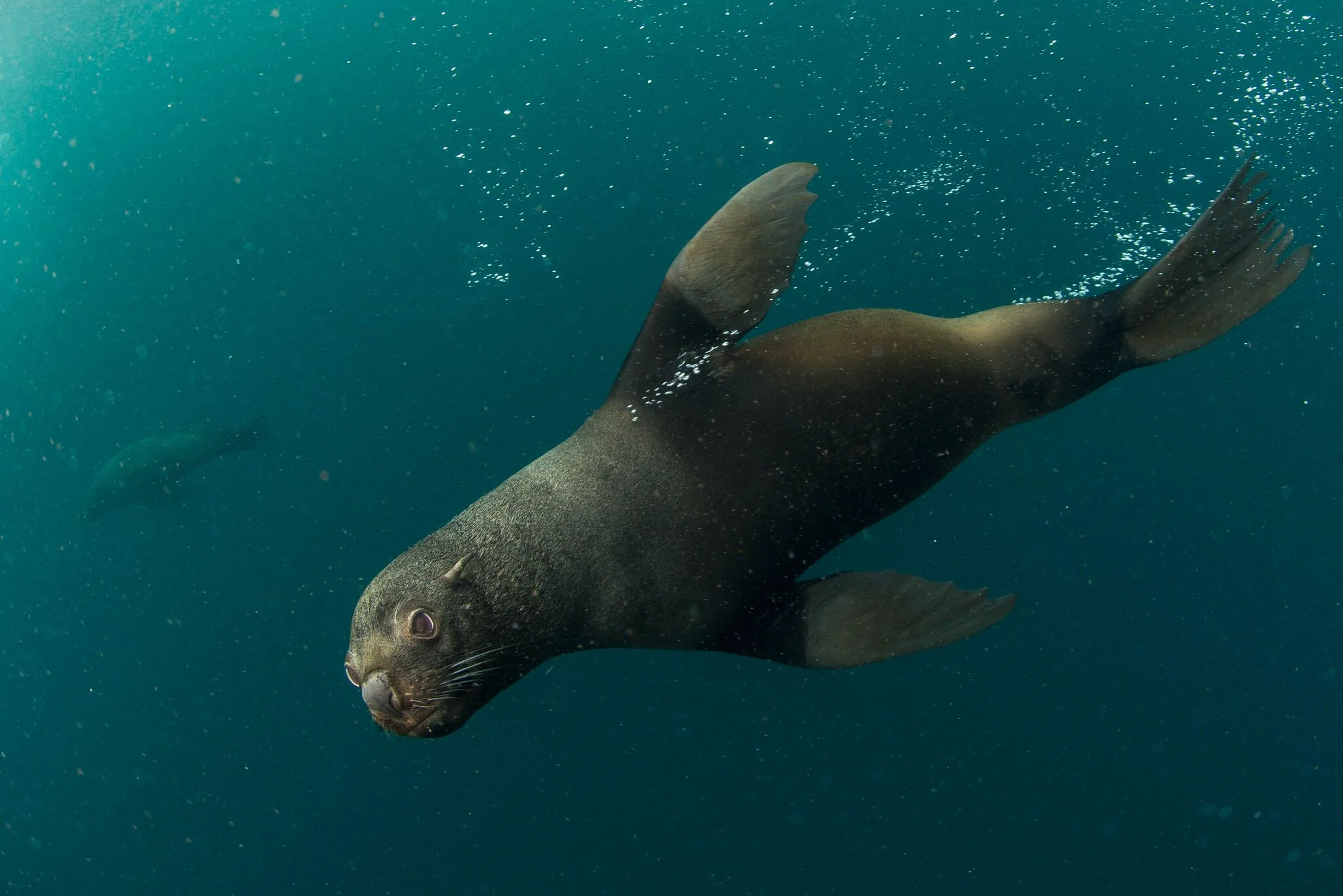 South American fur seals glide by National Geographic Pristine Seas divers in the waters of Yaganes off the southern coast of Argentina. Photo by Enric Sala/National Geographic.