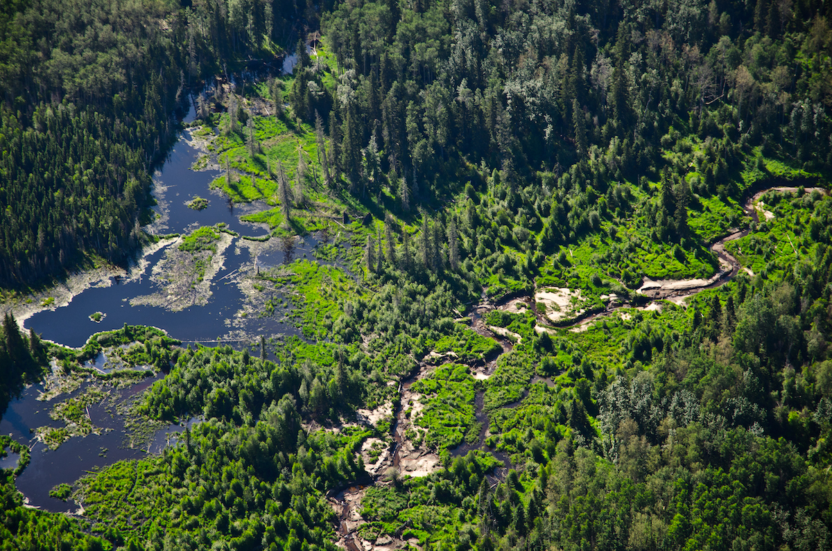 Boreal Forest, Canada