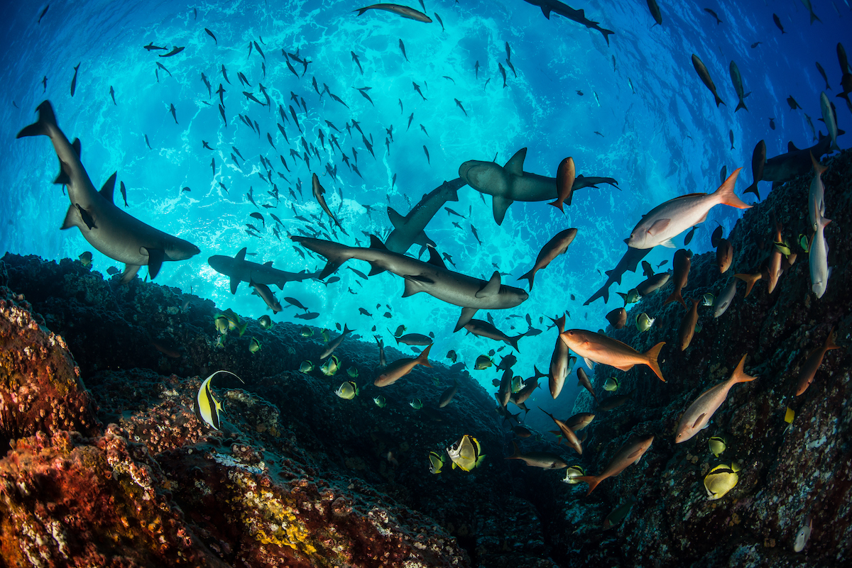 Photo credit: Enric Sala/National Geographic