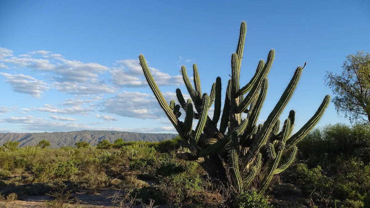 Surge in Land and Ocean Protections Traced to Growing Popular Concern for Nature around the World