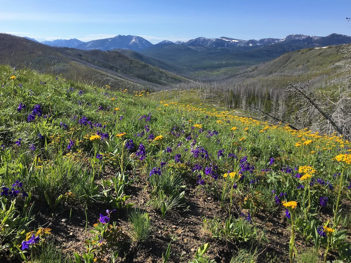 Location of the now-retired Moncrief oil lease, Badger-Two Medicine, Montana. Photo credit: Glacier-Two Medicine Alliance.