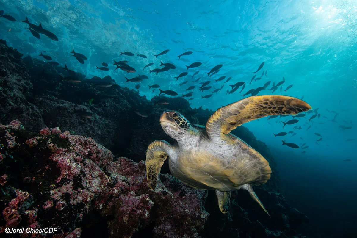Galapagos Marine Reserve Ecuador Wyss Campaign For Nature
