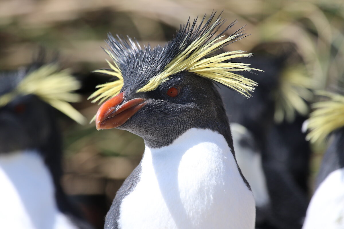 Tristan da Cunha Marine Protection Zone (Tristan da Cunha)