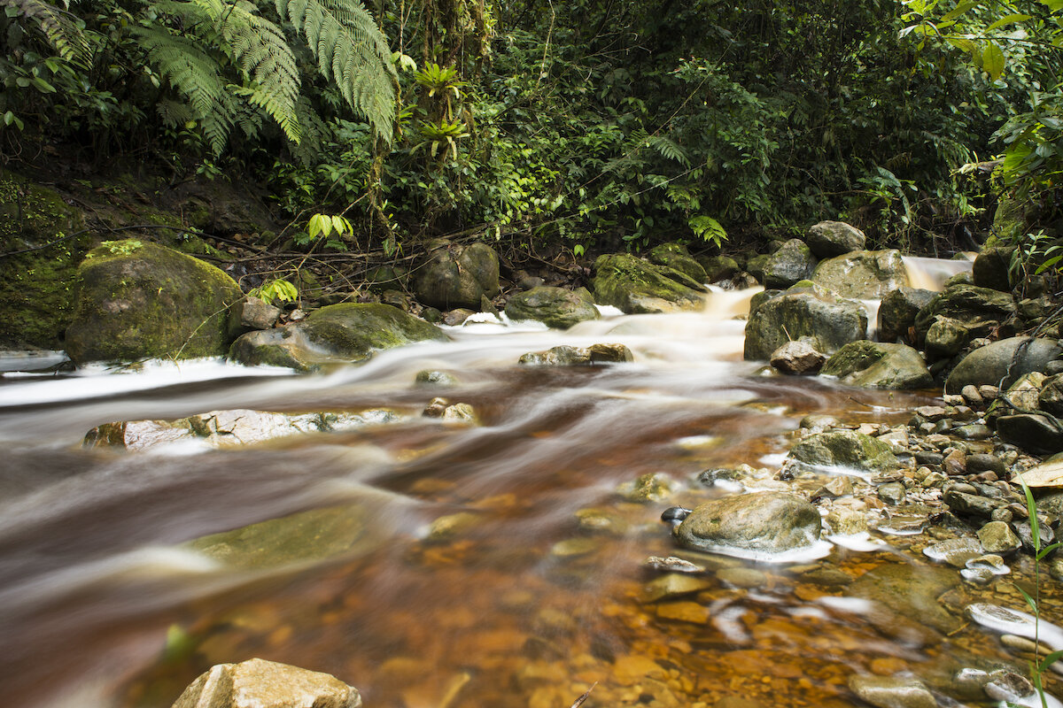 Wyss Campaign for Nature Update: Momentum Towards 30x30 