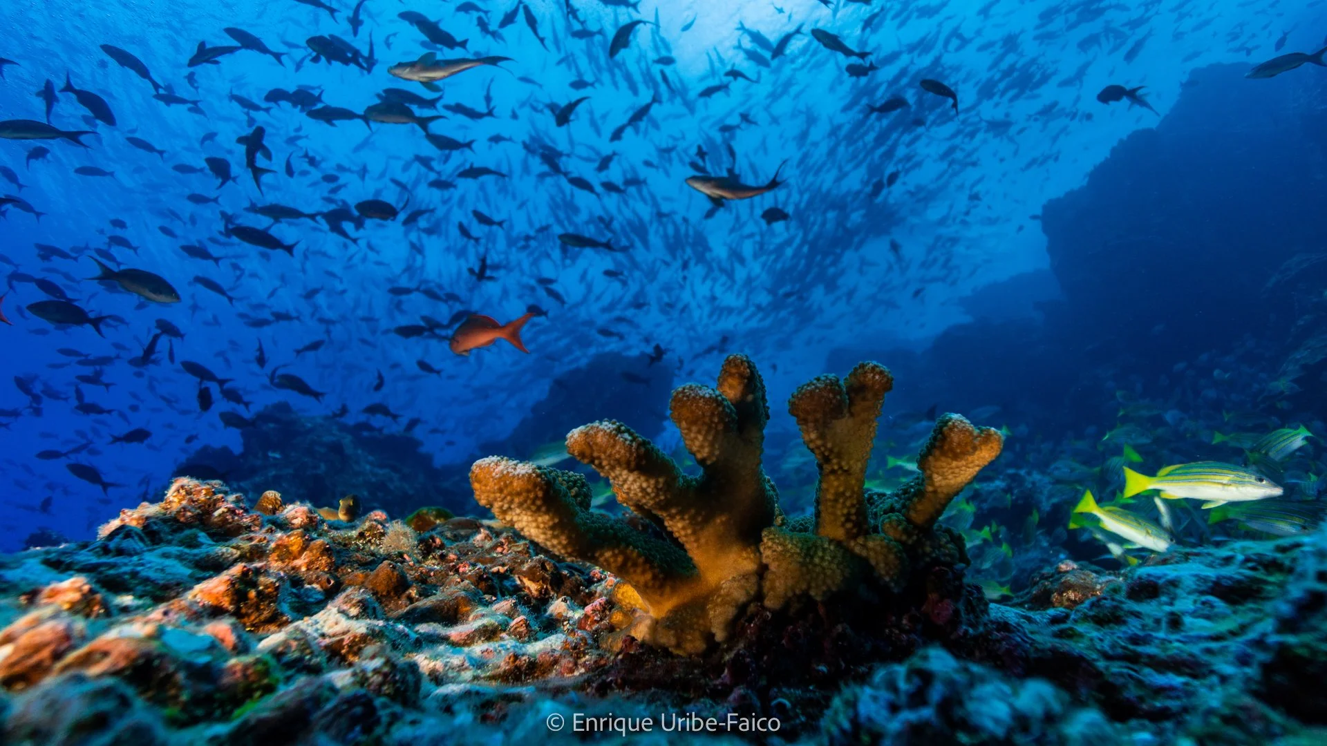 Cocos Marine Conservation Area (Costa Rica)