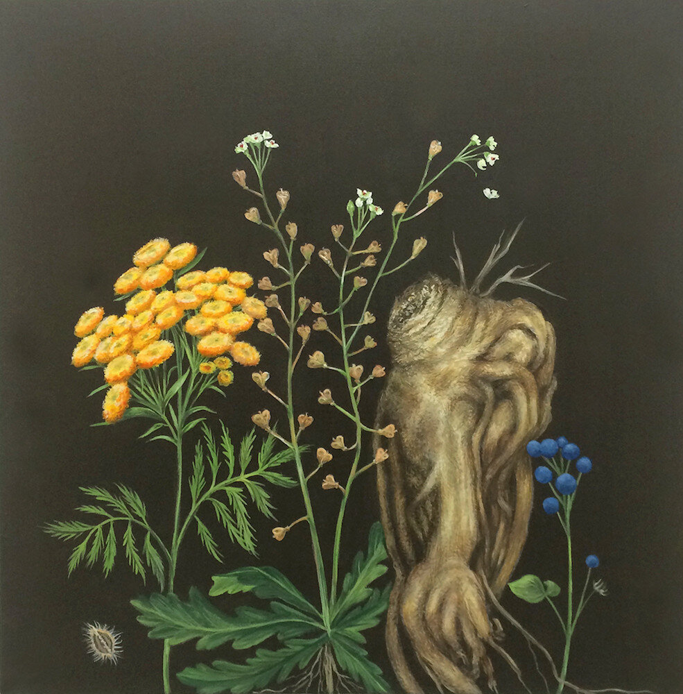    Wild carrot seed, tansy, shepherd’s purse for bleeding, anjelica root, blue cohosh   from “ A Primer of Flora and Fauna for Girls: What Every Girl Should Know ”  2015  Acrylic on panel  10 x 10 inches 