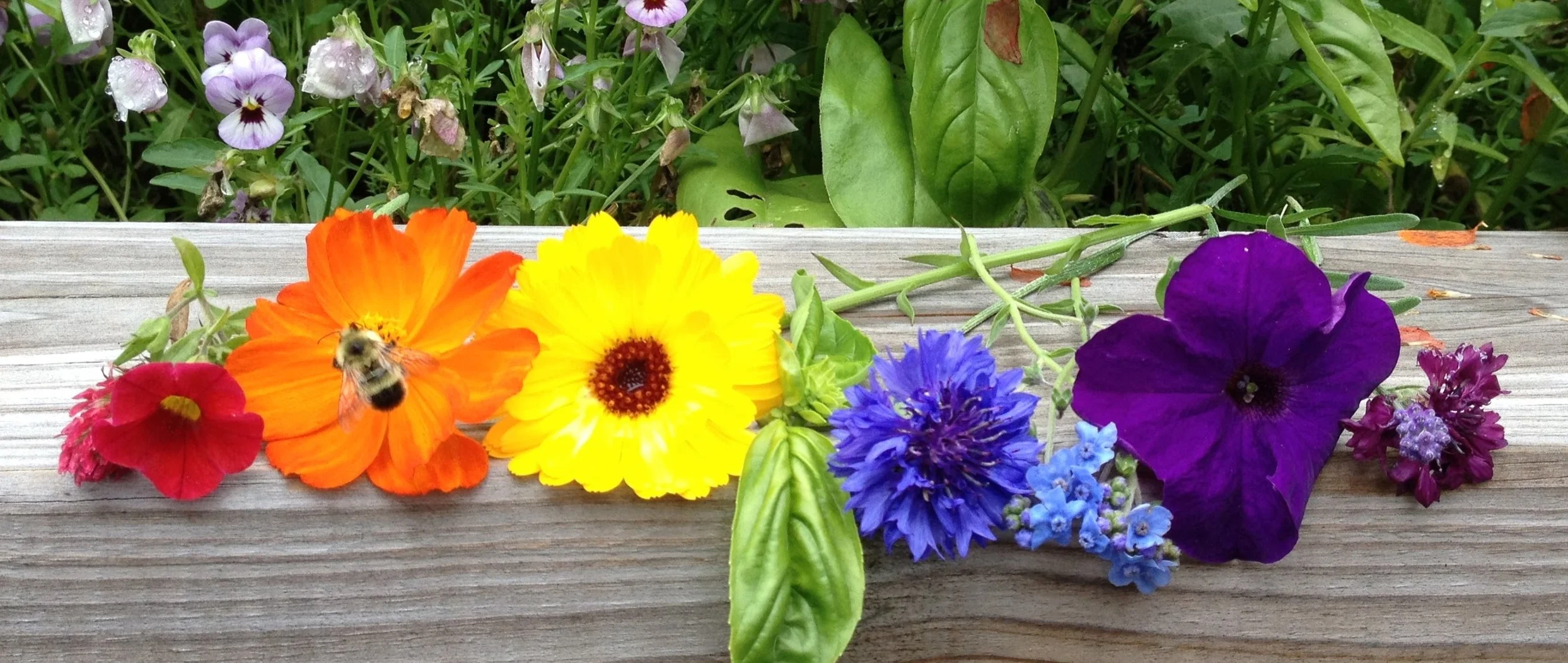 rainbowflwrs.JPG