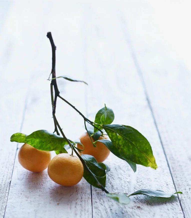 20140604_10spd-pixies-citrus_0005.jpg