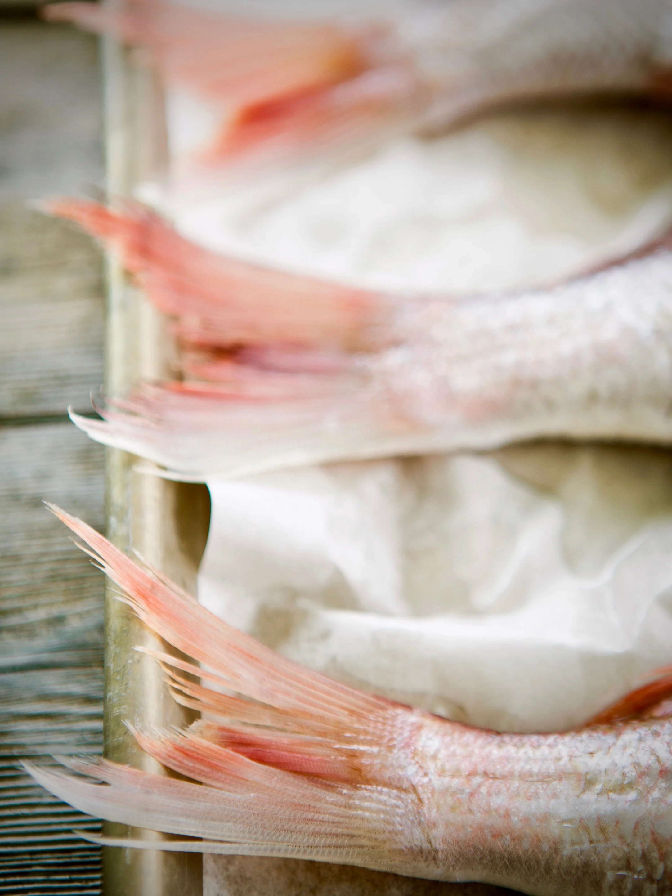 RPS5137_Snapper_7298.jpg