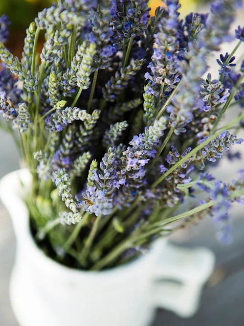 lavender.jpg