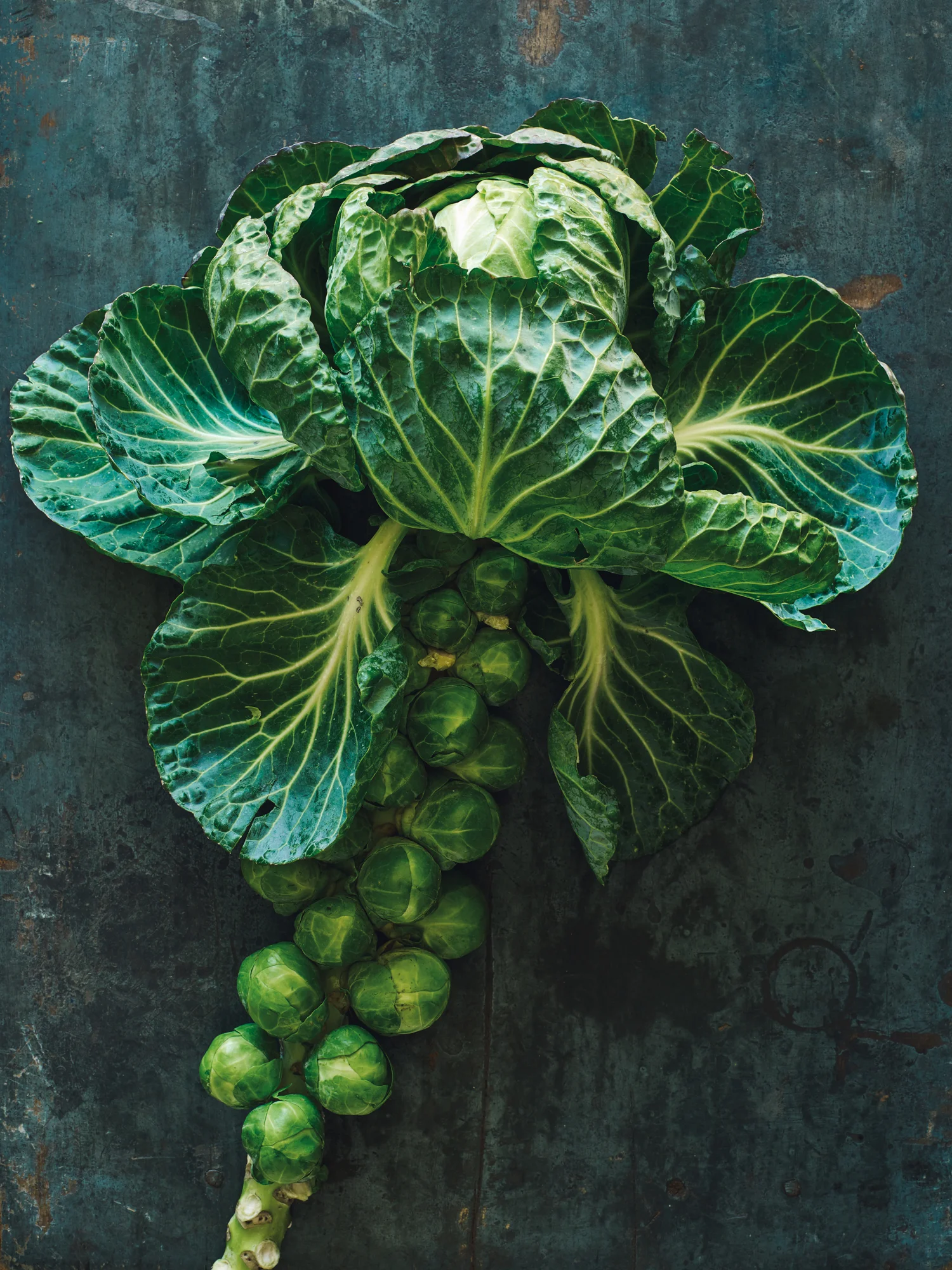 2017_0221_weldonowen_brusselsprout_1285.jpg