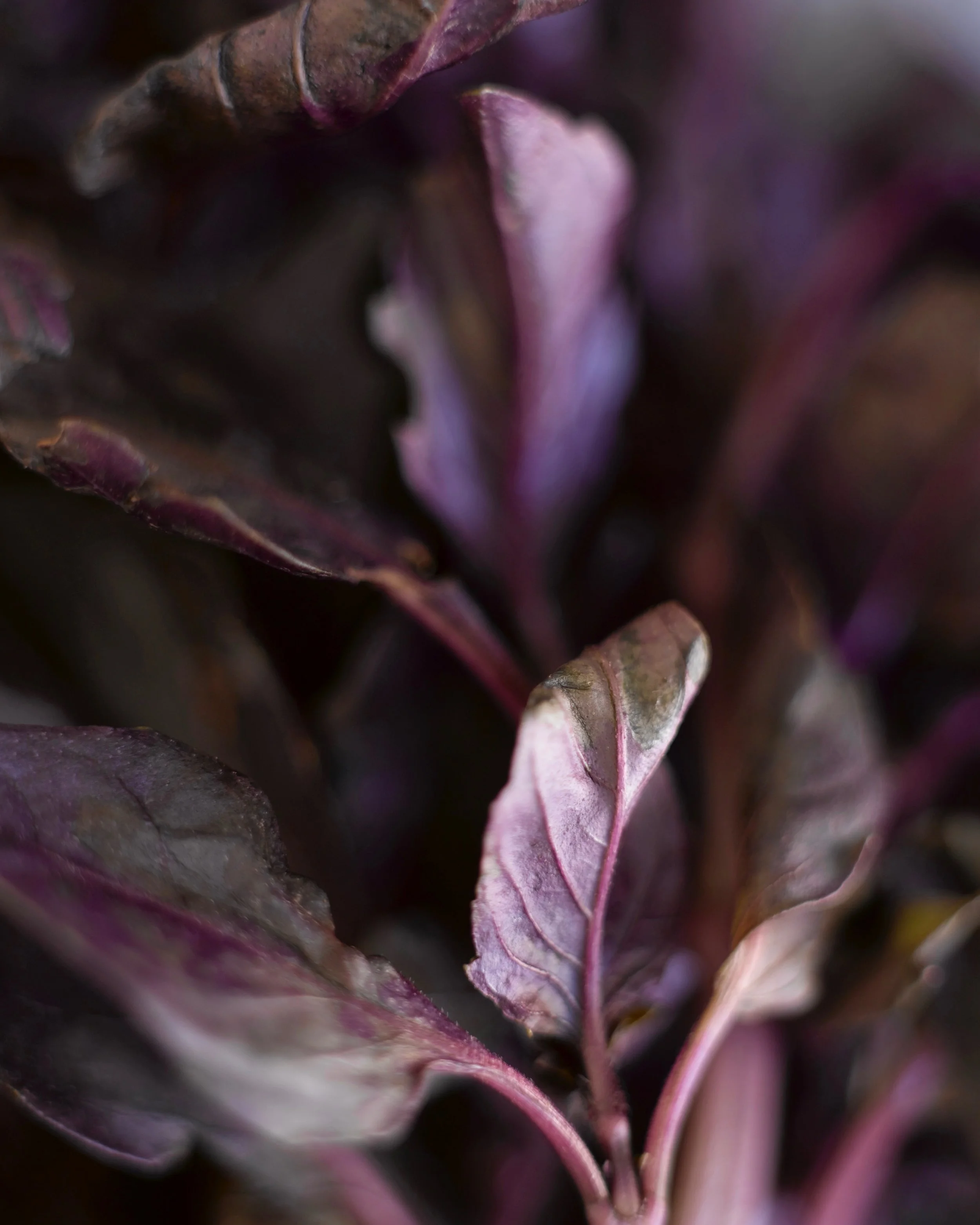 Basil-00016.jpeg