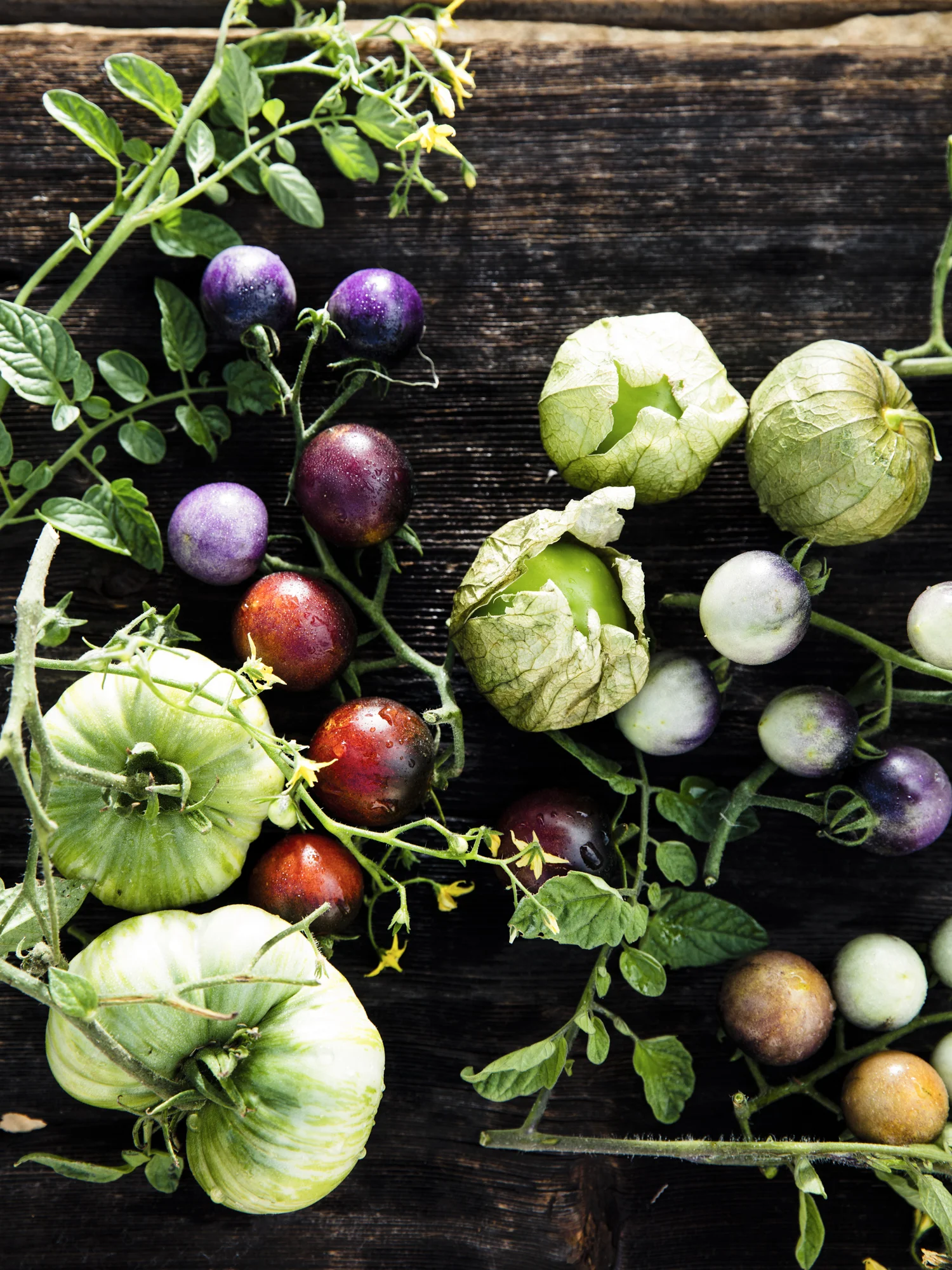 RPS_AppleCreekRanch_Ing_Tomatoes_3497.jpg