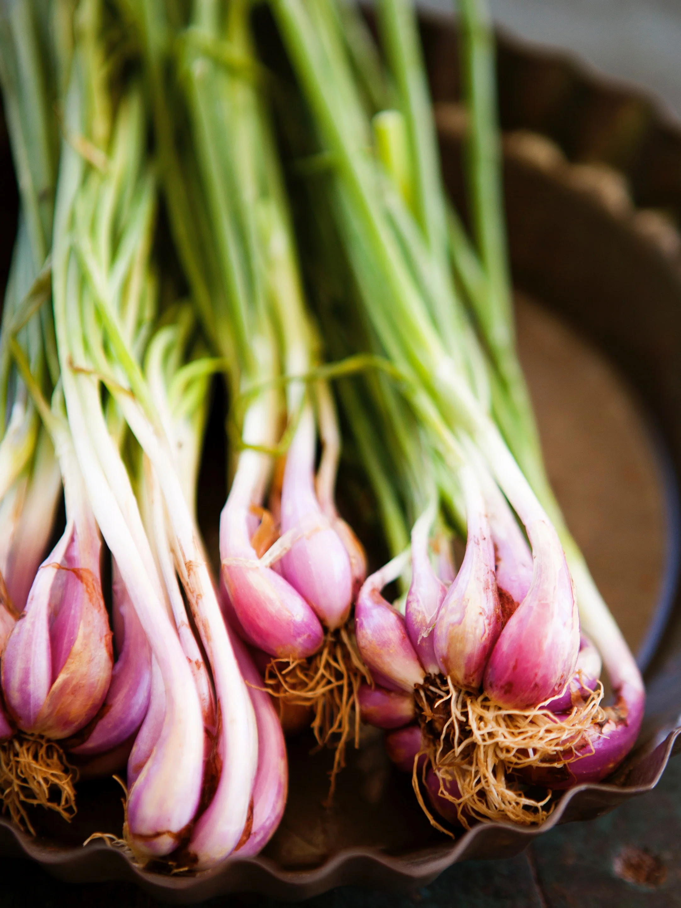 RPS5137_Onions_7899.jpeg